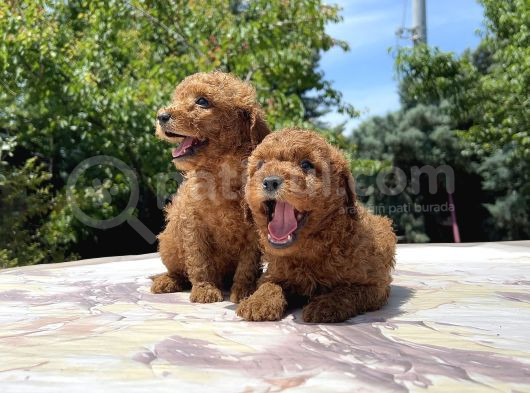 Sevi̇mli̇ Ve Kivircik Toy Poodle görsel