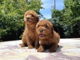 Sevi̇mli̇ Ve Kivircik Toy Poodle