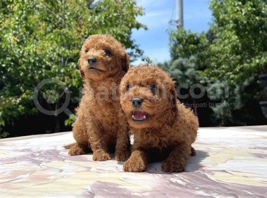 Sevi̇mli̇ Ve Kivircik Toy Poodle görsel