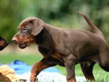 KALİTENİN ZRVESİNDEN KIZIL KİNG DOBERMAN