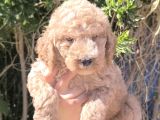 Efsane Dev Giant Poodle Yavruları