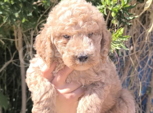 Efsane Dev Giant Poodle Yavruları görsel