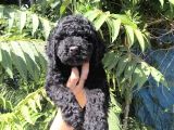 Efsane Dev Giant Poodle Yavruları