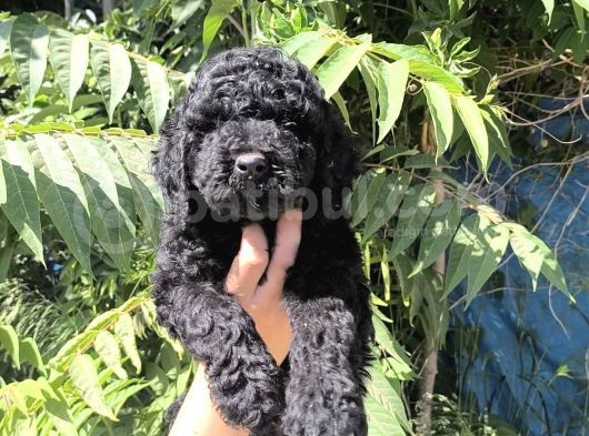 Efsane Dev Giant Poodle Yavruları görsel