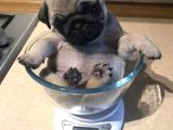 Pug bebekler uygun