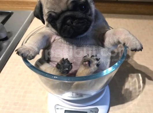 Pug Bebekler Uygun