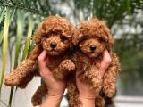KAPI TESLİM İMKANI İLE MÜKEMMEL TOY POODLE