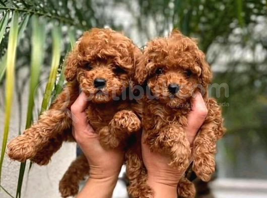 KAPI TESLİM İMKANI İLE MÜKEMMEL TOY POODLE
