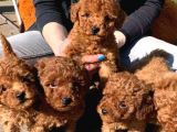Kapi Tesli̇m İmkani İle Mükemmel Toy Poodle