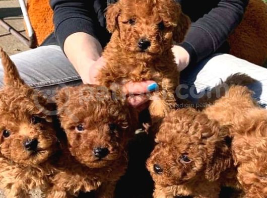 Kapi Tesli̇m İmkani İle Mükemmel Toy Poodle görsel