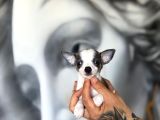 Lekesiz Kar Beyaz Chihuahua Yavrular