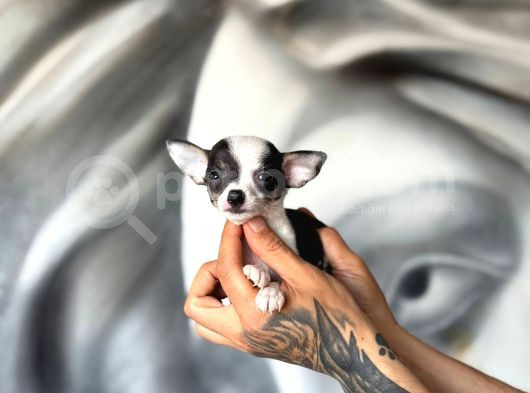 Lekesiz Kar Beyaz Chihuahua Yavrular görsel