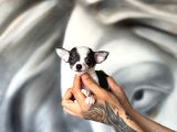 Teacup Boy Şivava Bebekler