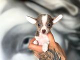 300 Gr Teacup Chihuahua Yavrular