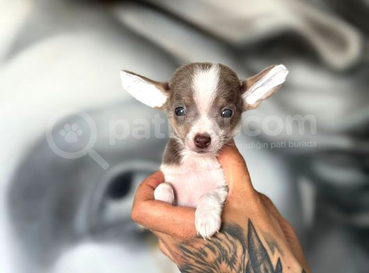 300 Gr Teacup Chihuahua Yavrular görsel