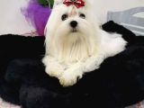 A Secereli Babadan Maltese Yavrular