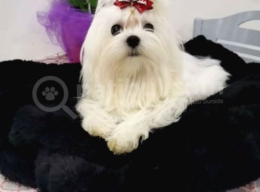 A Secereli Babadan Maltese Yavrular görsel