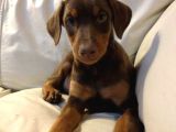 Irk Garanti̇li̇ Erkek Di̇şi̇ Safkan Doberman Yavrularimiz