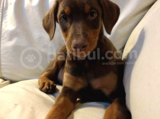 Irk Garanti̇li̇ Erkek Di̇şi̇ Safkan Doberman Yavrularimiz görsel