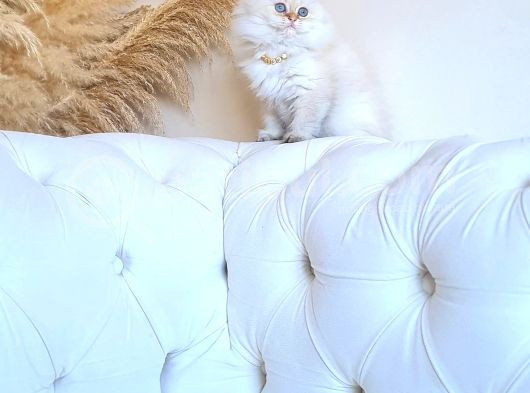 Muhteşem Güzellikte Dişi Longhair görsel