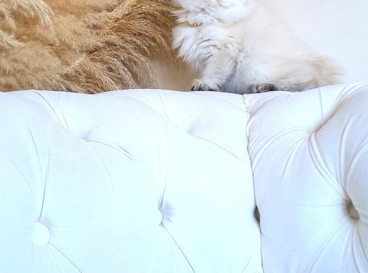 Muhteşem Güzellikte Dişi Longhair görsel