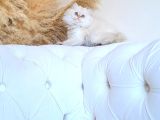 Muhteşem Güzellikte Dişi Longhair