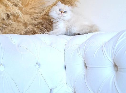 Muhteşem Güzellikte Dişi Longhair görsel