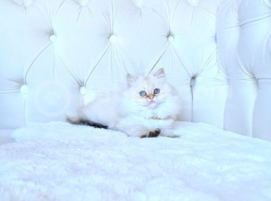 Muhteşem Güzellikte Dişi Longhair