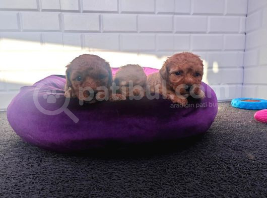 A Kalite Toy Poodle Yavrularimiz görsel