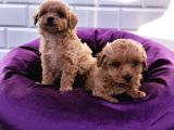 Şapşik Maltipoo Yavrularımız