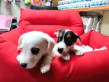 Orijinal Jack Russell Yavrular