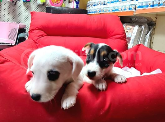 Orijinal Jack Russell Yavrular görsel