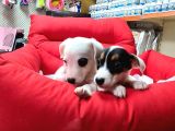 Orijinal Jack Russell Yavrular