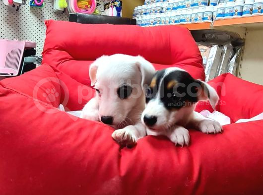 Orijinal Jack Russell Yavrular görsel