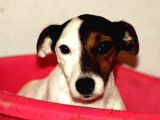 Orijinal Jack Russell Yavrular