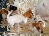 Orijinal Jack Russell Yavrular
