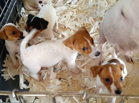 Orijinal Jack Russell Yavrular görsel