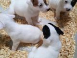 Orijinal Jack Russell Yavrular