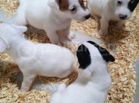 Orijinal Jack Russell Yavrular görsel
