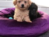 A Kalite Toy Poodle Yavrularimiz