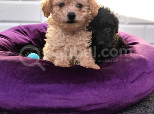 A Kalite Toy Poodle Yavrularimiz görsel