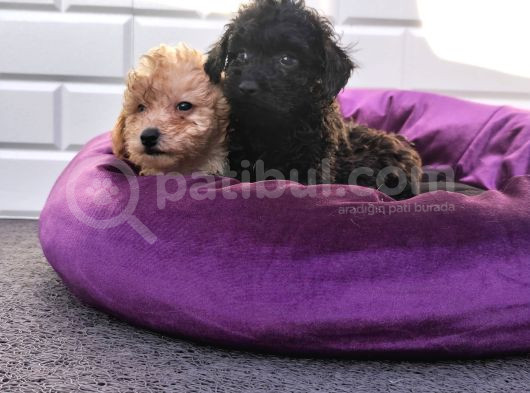 A Kalite Toy Poodle Yavrularimiz görsel