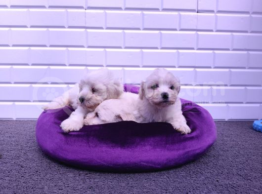 Dünya Güzeli Maltese Yavrular görsel