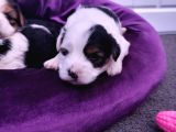 Onlar Çok Özel Morkie Yavruları