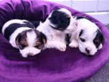 Onlar Çok Özel Morkie Yavruları