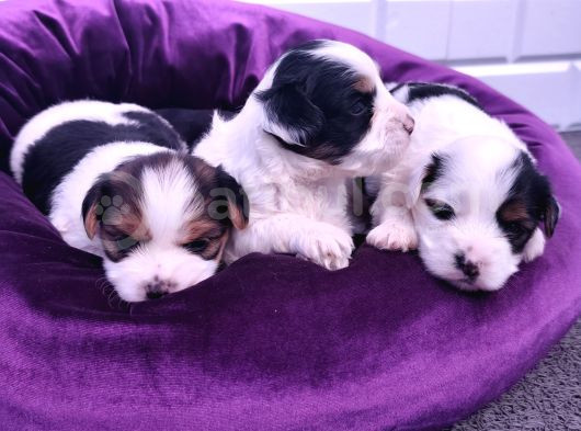 Onlar Çok Özel Morkie Yavruları görsel