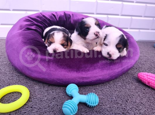 Onlar Çok Özel Morkie Yavruları görsel