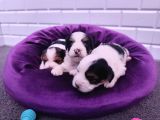 Onlar Çok Özel Morkie Yavruları