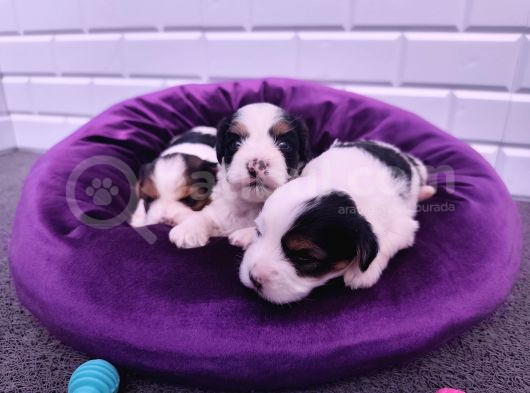 Onlar Çok Özel Morkie Yavruları görsel