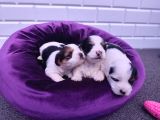 Onlar Çok Özel Morkie Yavruları